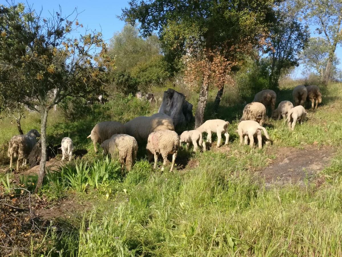 Quinta Da Abrunheira - Gustavo Eiffel ξενώνας Ciborro Εξωτερικό φωτογραφία